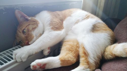 High angle view of cat resting on window sill