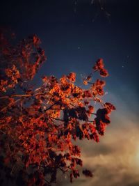 An evenings view of a tree against the sky at night