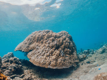 Underwater shot of coral reef, lipah beach, amed, bali.