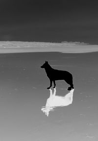 Dog on shore against sky