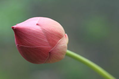 Close-up of pink flower bud,lotus