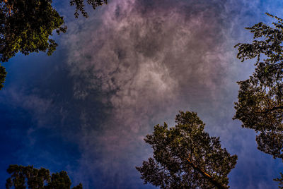 Low angle view of tree against sky