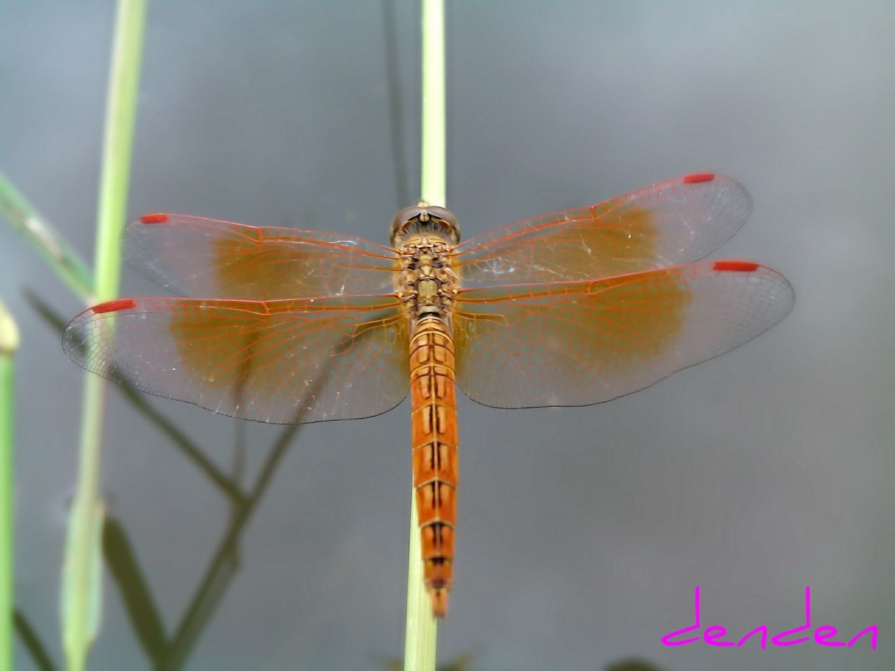 insect, animals in the wild, one animal, animal themes, focus on foreground, close-up, dragonfly, wildlife, day, nature, outdoors, no people, fragility, selective focus, animal wing, plant, water, stem, beauty in nature, spider web