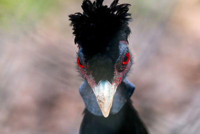 Close-up of bird