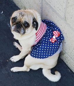 Close-up portrait of dog
