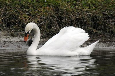 Swan swimming in lake