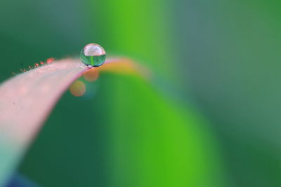 Macro shot of water drops on leaf