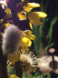 Close-up of yellow flowers blooming outdoors