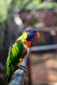 Close-up of parrot perching on branch