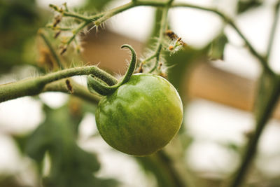 Close-up of green tomato growing