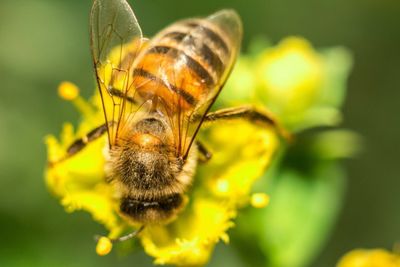 Close-up of honey bee on yellow flower