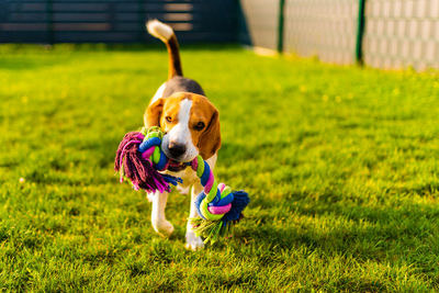 Dog running on grass