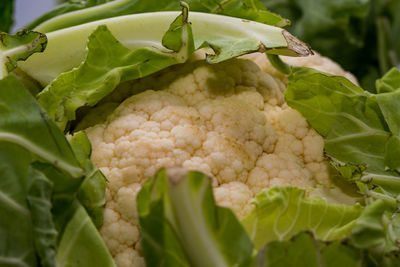 Close-up of fresh green leaves