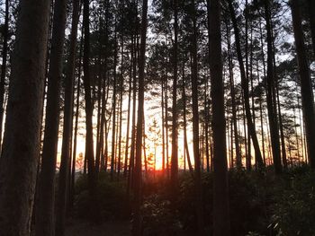 Trees in forest against sky