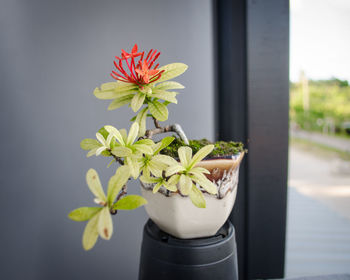 Close-up of potted plant