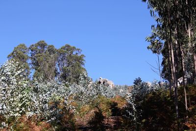 Low angle view of trees against blue sky