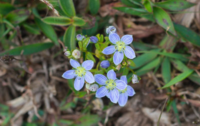 Close-up of purple flowering plant on field