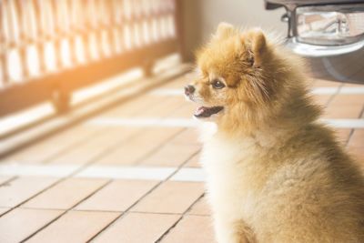 Dog looking away while sitting on tiled floor