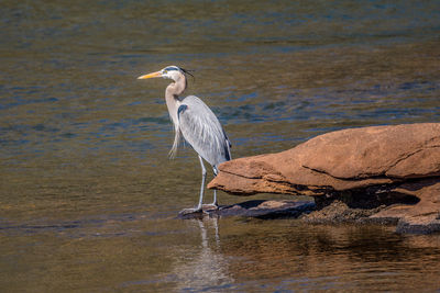 High angle view of gray heron perching on rock