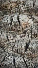 Full frame shot of tree trunk