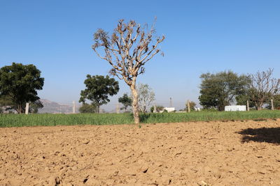 Trees on field against clear sky