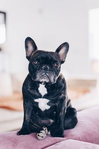 Portrait of black dog sitting at home