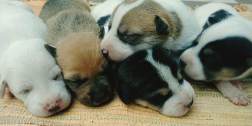 Close-up of puppy sleeping