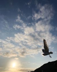 Low angle view of seagull flying in sky