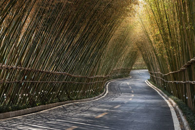 Bamboo forest at sunset in china