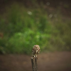 Close-up of owl perching on wooden post