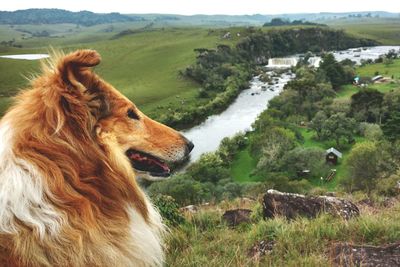 Dog on field against sky