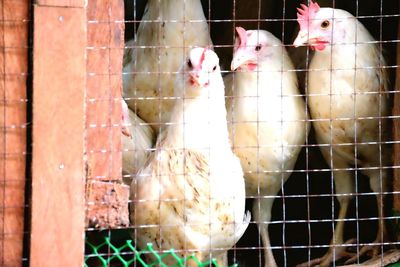 Close-up of rooster in cage