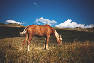 Horse standing on field against blue sky