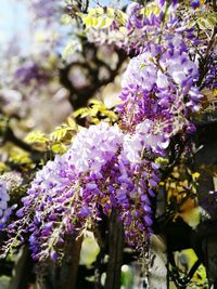 Close-up of purple flowers on tree