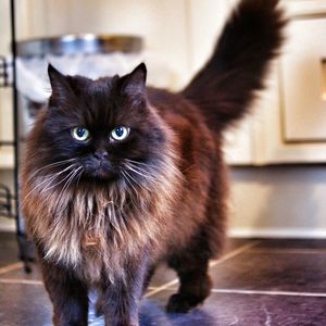 Close-up portrait of black cat at home