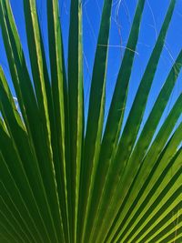 Close-up of palm leaf