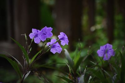 Close-up of purple flowering plant