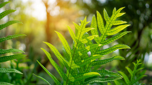 Fresh green leaf wart fern of hawaii spreading to sunlight on succulent greenery leaves backgrounds