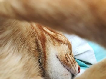 Close-up of cat sleeping