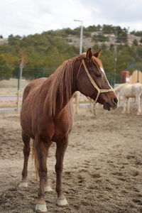 Horse standing in ranch