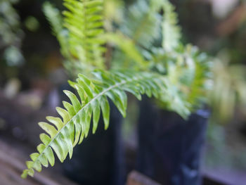 Close-up of fern leaves