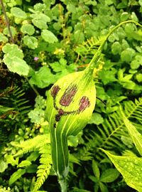 Close-up of butterfly on leaf