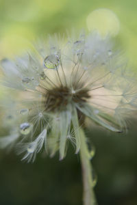 Close-up of dandelion