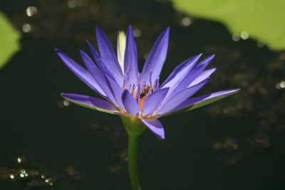 High angle view of insect on purple lotus water lily growing in pond