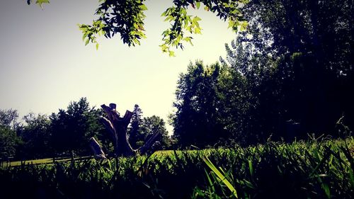 Trees growing on grassy field