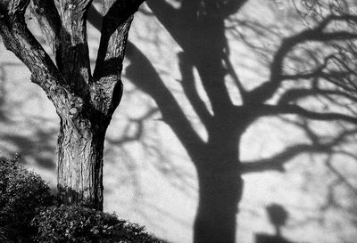 Shadow of tree trunk