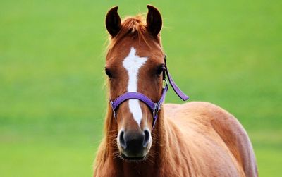 Portrait of a horse on field