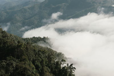 Low angle view of trees against sky