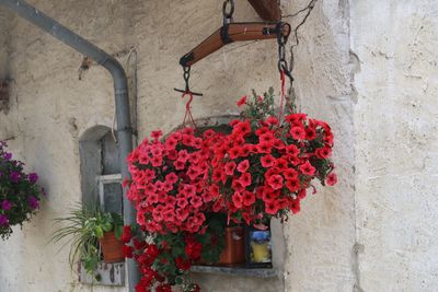 Close-up of flower pot on wall