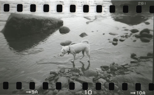 High angle view of sheep in sea